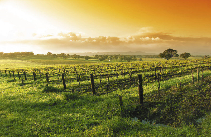 Vineyard near Aurora Park Cottages.