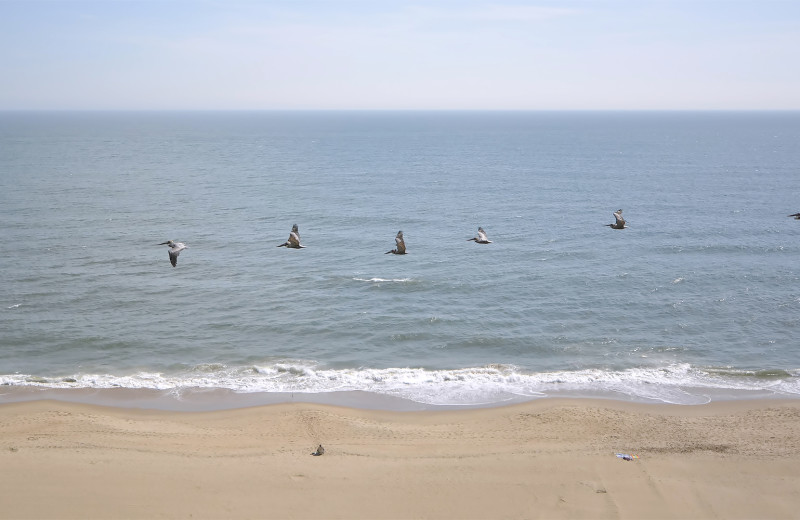 Beach at Four Sails Resort.