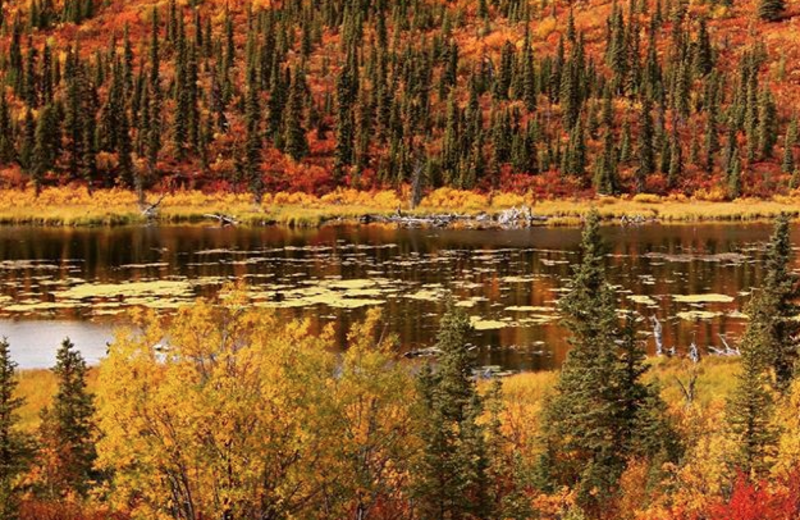 Fall colors at Alaska's Gold Creek Lodge.