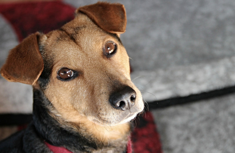 Pets welcome at Hammo's Brew Pub & Lodge.