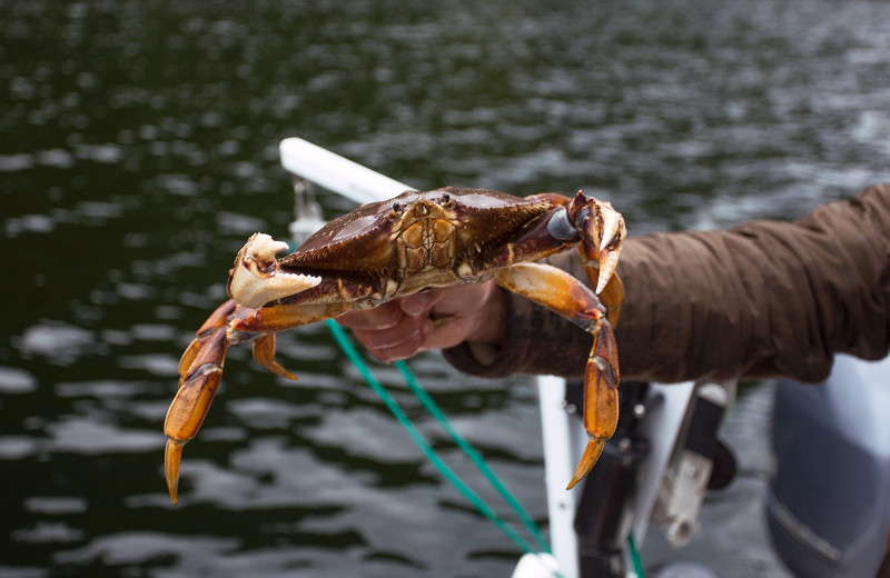 Crab fishing at Nootka Wilderness Lodge.