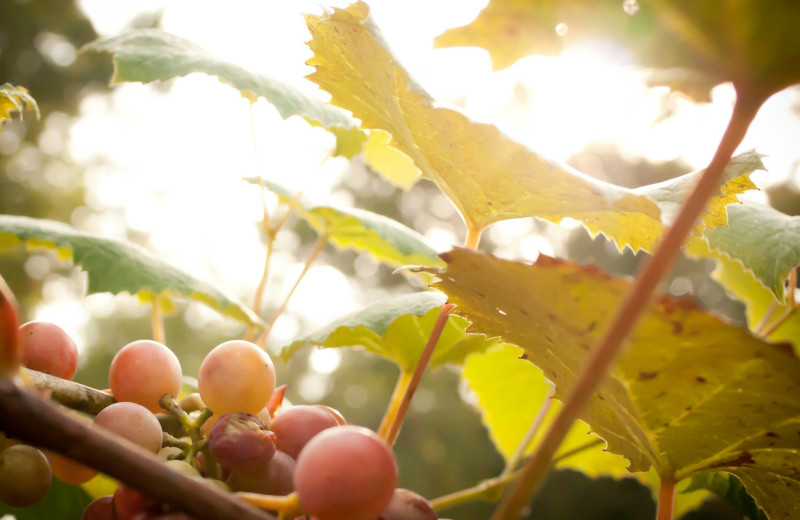 Grape at Elk Ridge Ranch.