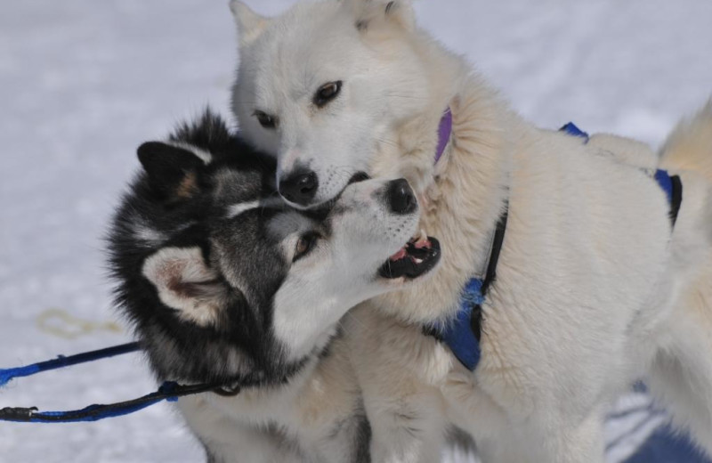 Dogsled at Adair Country Inn.