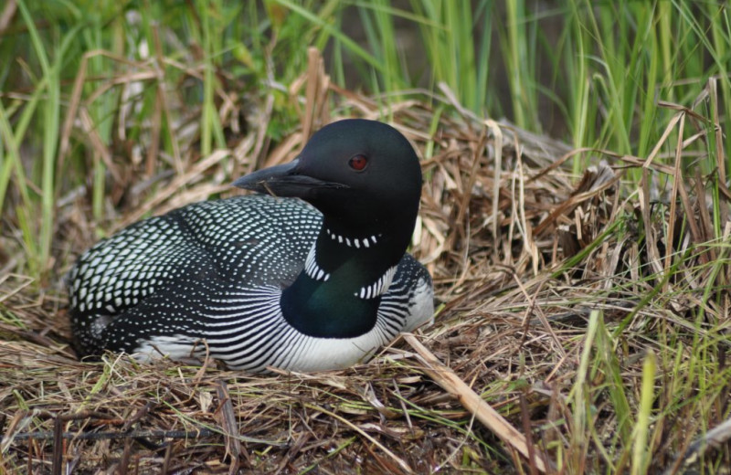 Loon at Rainbow Point Lodge.