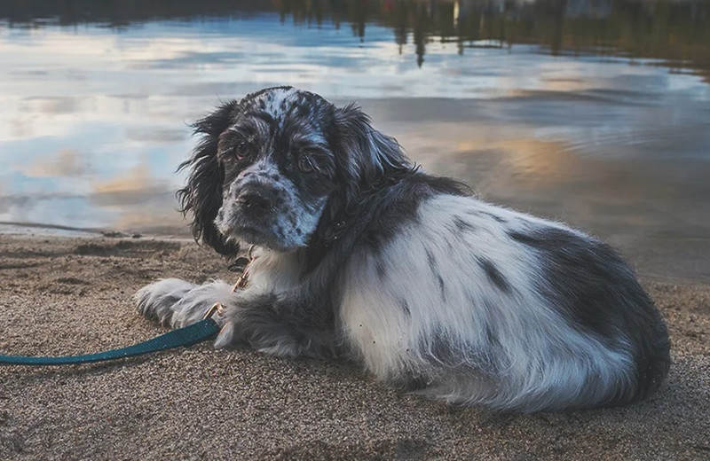 Pets welcome at Miller's Landing Resort.