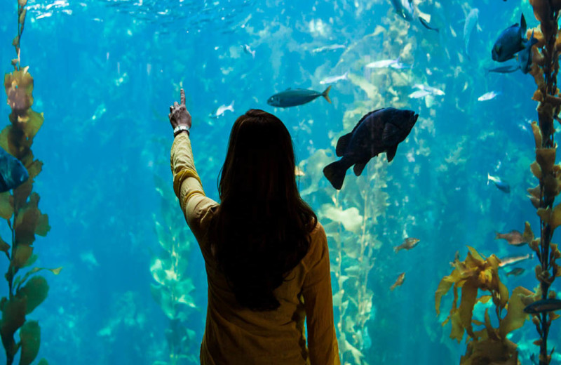 Explore the world-renowned Monterey Bay Aquarium! 