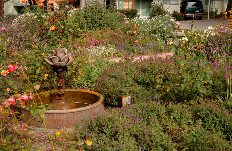 Garden at Carmel River Inn.