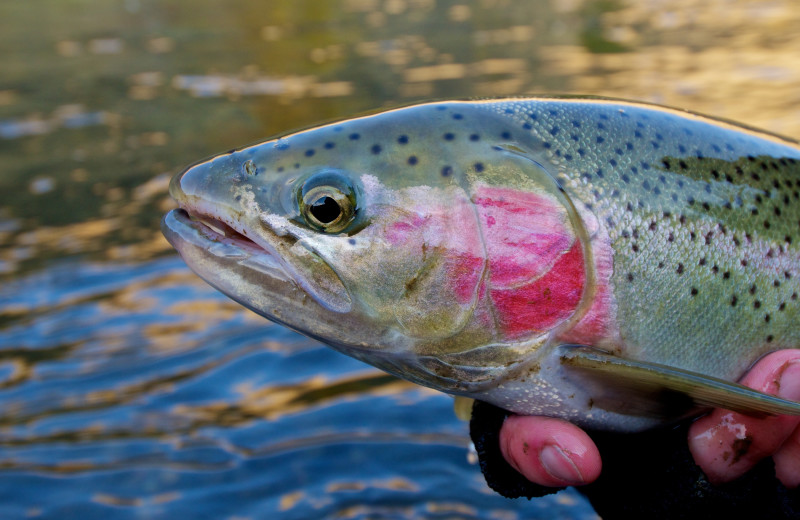 Fishing at Riverbank Motel & Cabins.