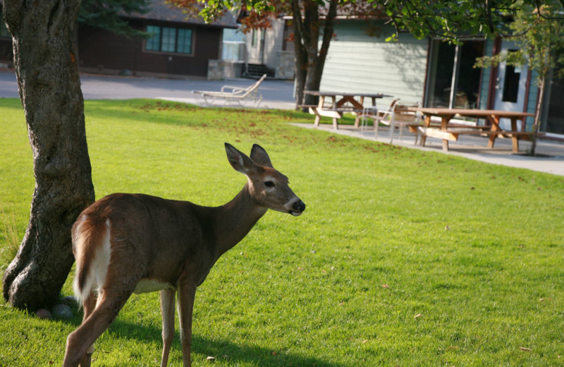 Wildlife at Bay Point on the Lake.