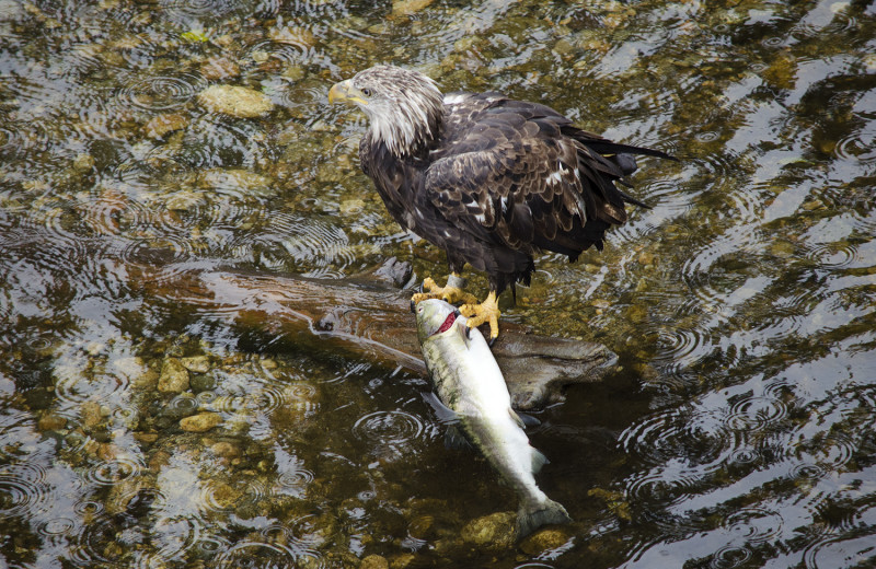 Eagle with fish at Grizzly Bear Lodge & Safari.