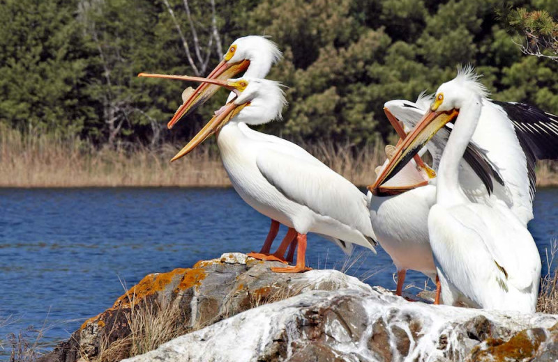 Pelicans at Herseth's Tomahawk Resort.