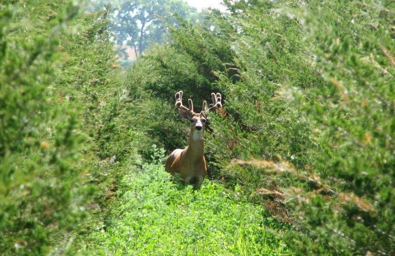 Deer at Double P Ranch.