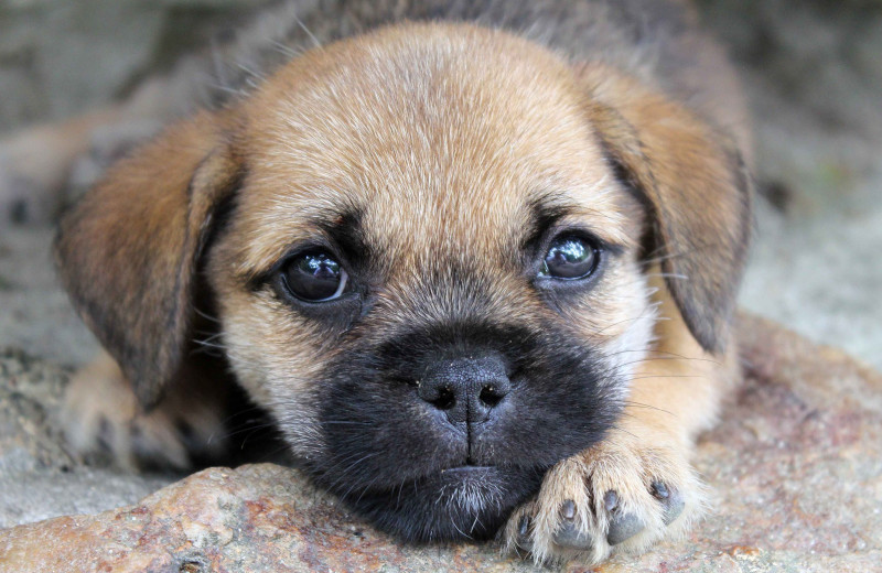 Pets welcome at GrandStay Parkers Prairie.