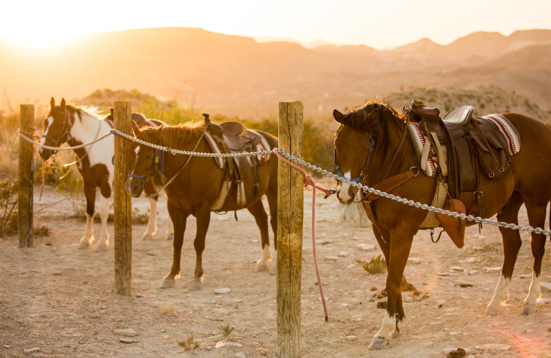 Horses at Lajitas Golf Resort.