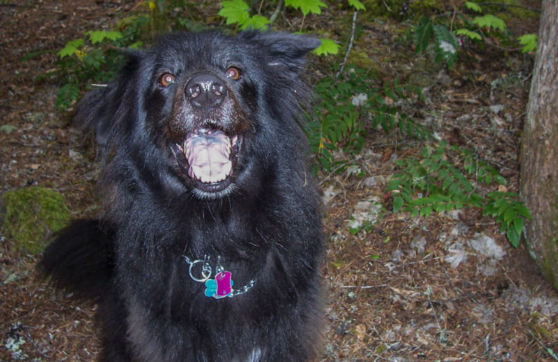 Pets welcome at Prospect Historic Hotel Bed and Breakfast Inn - Motel and Dinner House.