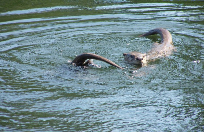 Otter at Shady Roost Lodge.