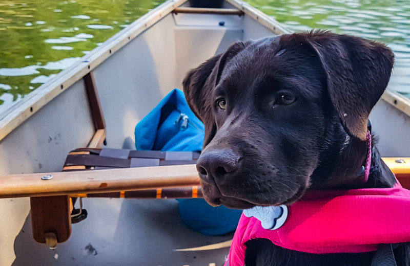 Pets welcome at Hidden Ridge Resort.