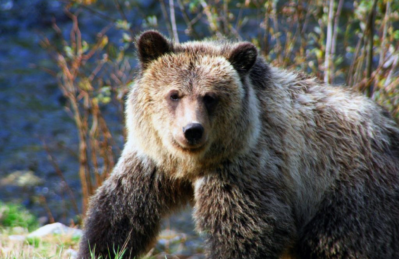 Grizzly bear at Grizzly Bear Lodge & Safari.