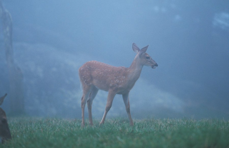 Deer at Jefferson Landing.