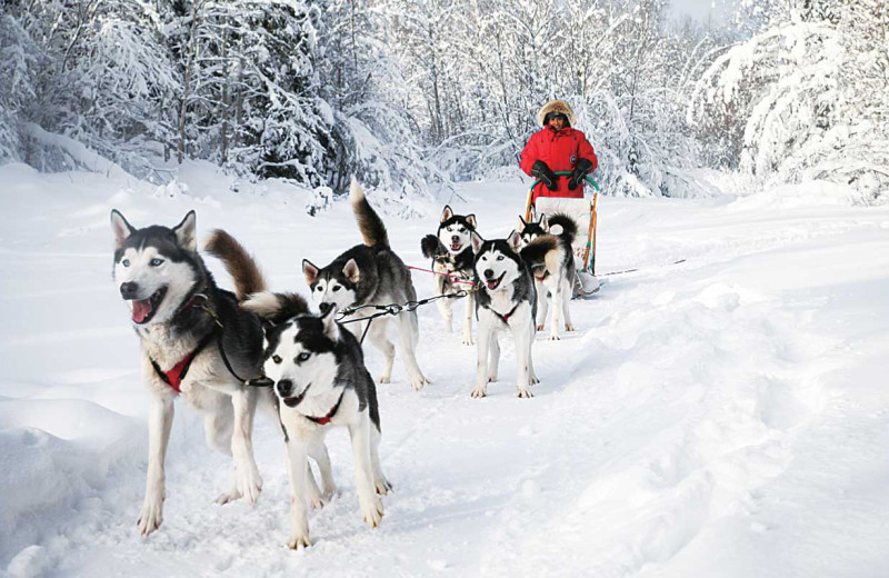 Dog sled at Sandy Lane Resort.