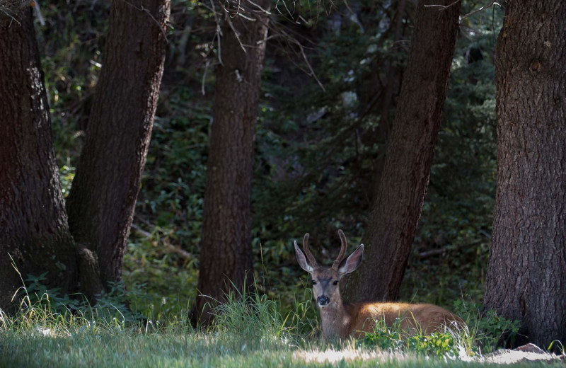 Deer at Rio Colorado Lodge.