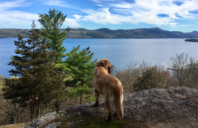 Pets welcome at Trout House Village Resort.
