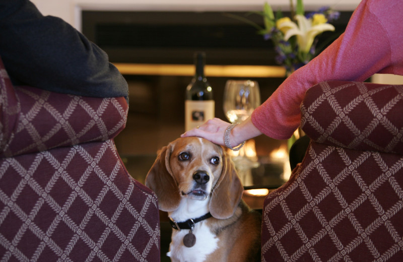 Pets welcome at Saybrook Point Inn & Spa.