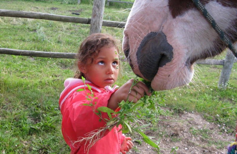 Child feeding horse at Trailhead Ranch.