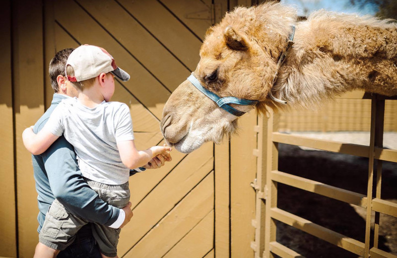 Camel feeding at Rocking Horse Ranch Resort.