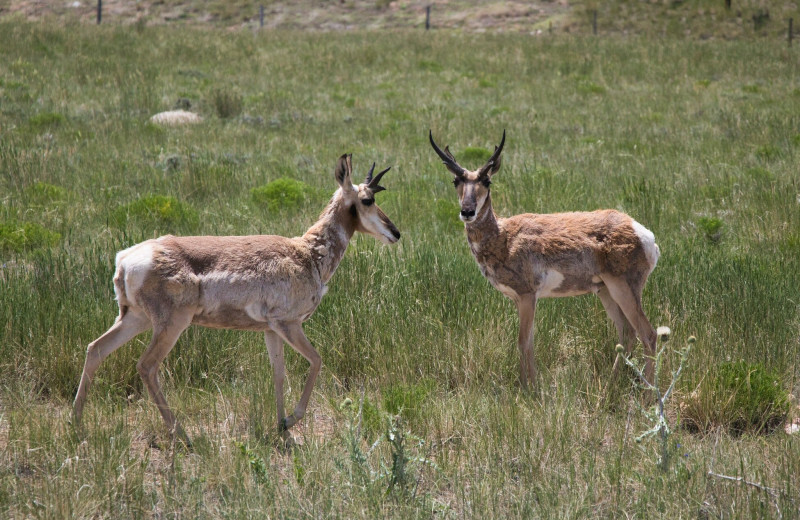 Deer at Woods Landing.