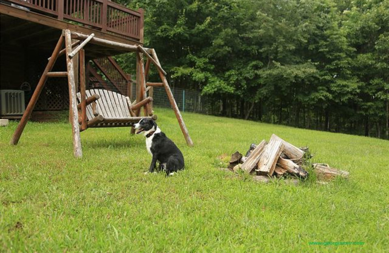 Pet friendly rentals at Enchanted Mountain Retreats, Inc.