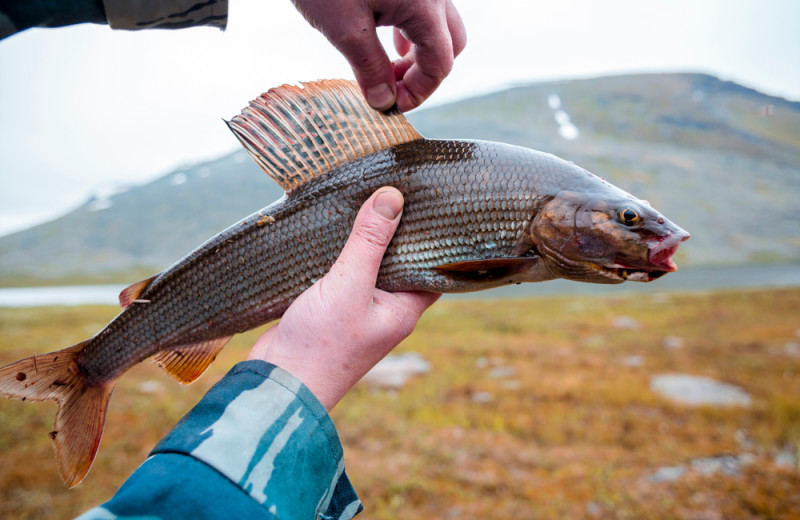 Fishing at Arctic Lodges.