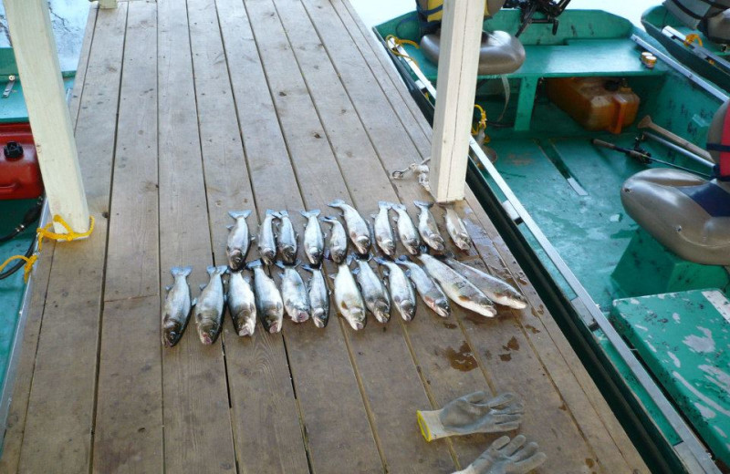 Fish caught at Rainbow Drive Resort.