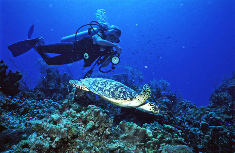 Diving at The Reef Resort.