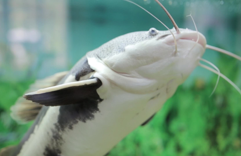 Catfish fishing near Hotel Flora & Fauna.