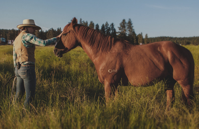 Horse at The Green O.