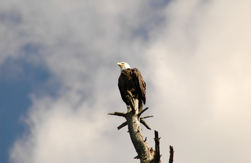 Eagle at Northwoods Vacation Rentals.