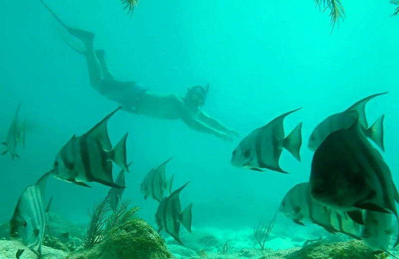 Diving at Rock Reef Resort.
