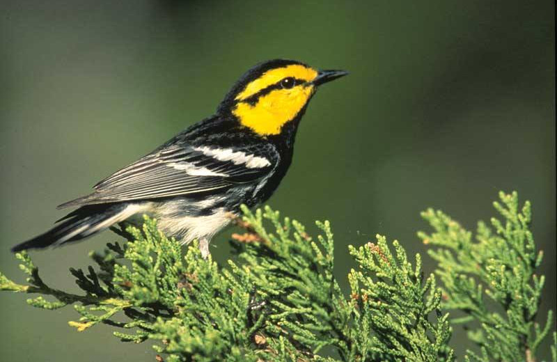 Bird watching at Lakeside Lodge on East Lake Buchanon.