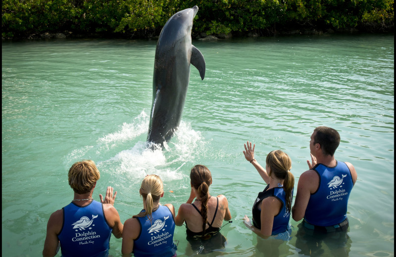 Swim with dolphins at Hawks Cay Resort.