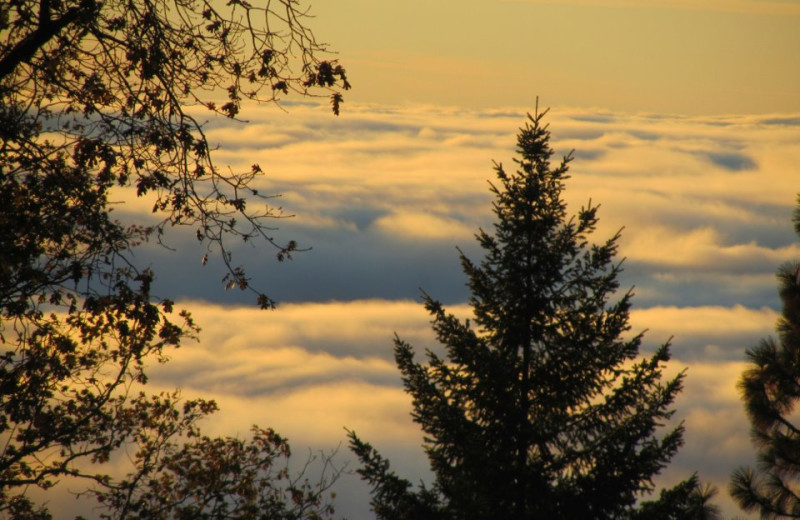 View from Precious Forest.