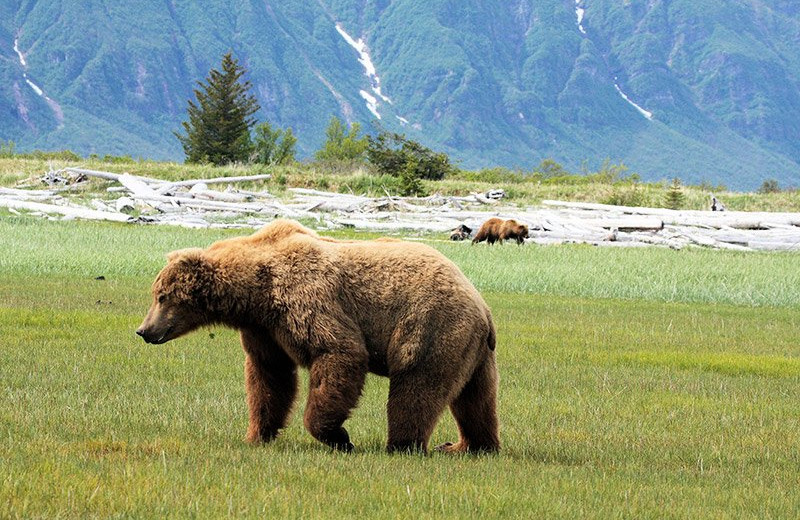 Bear at Bear Paw Adventure.