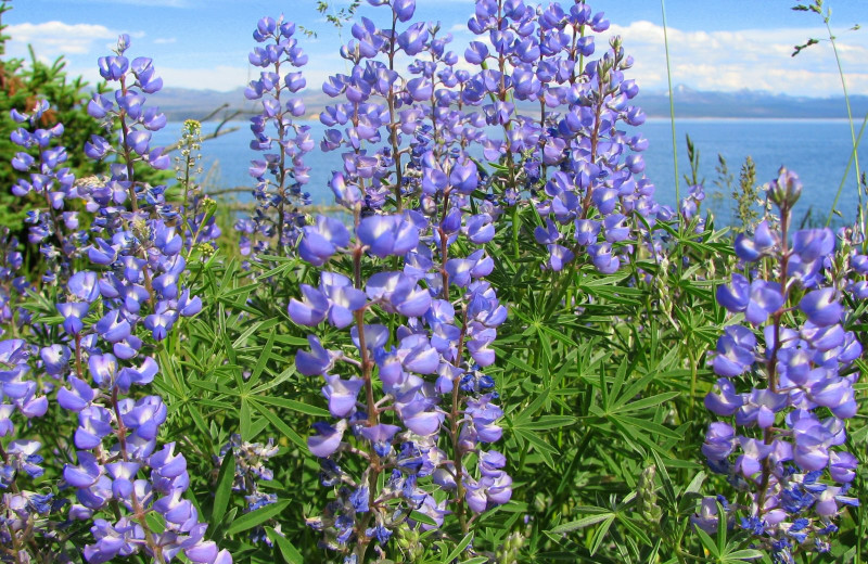 Scenic view near Yellowstone Wildlife Cabins.