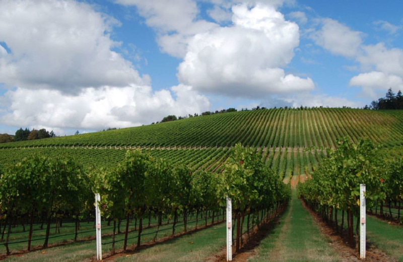 Vineyard near The Bergson.