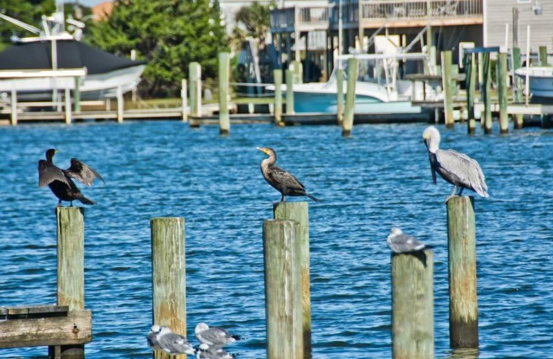 Birds at Palm Suites Hotel.