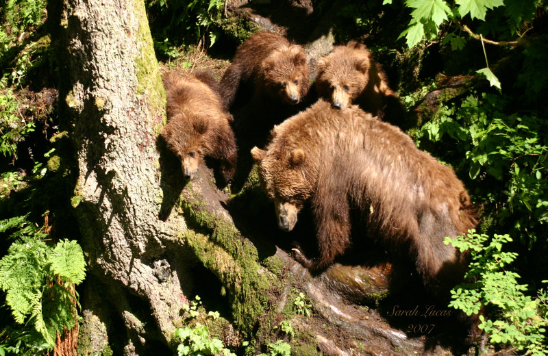 Bears at Afognak Wilderness Lodge.