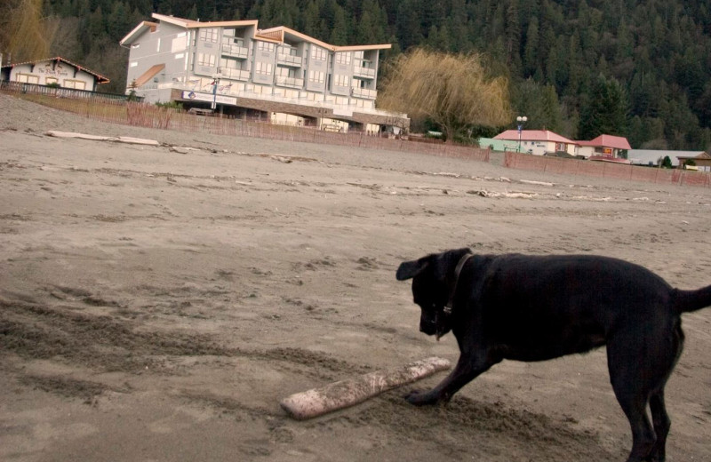 Pets welcome at Harrison Beach Hotel.