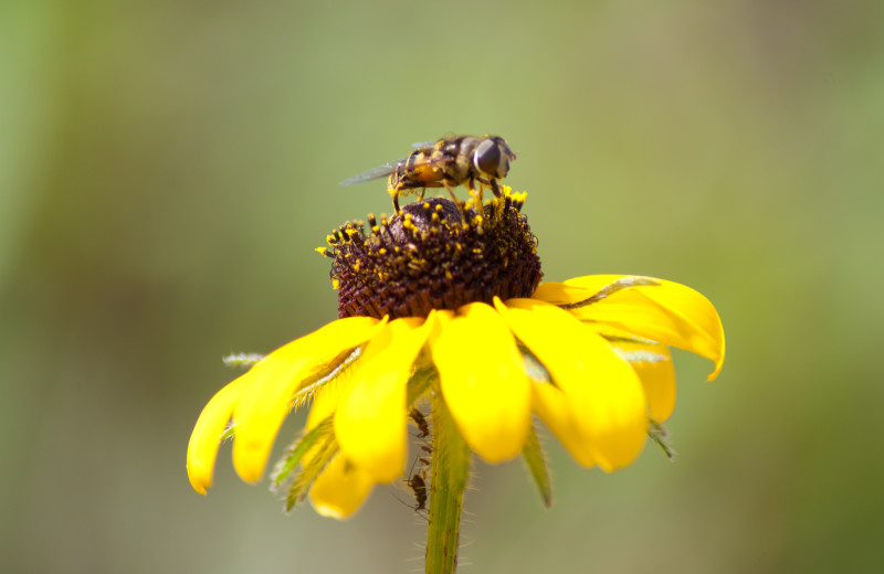 Bee at Shady Hollow Resort and Campground.