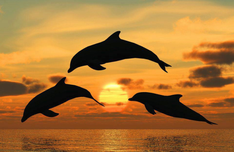 Dolphins at Sanctuary Vacation Rentals at Sandbridge.