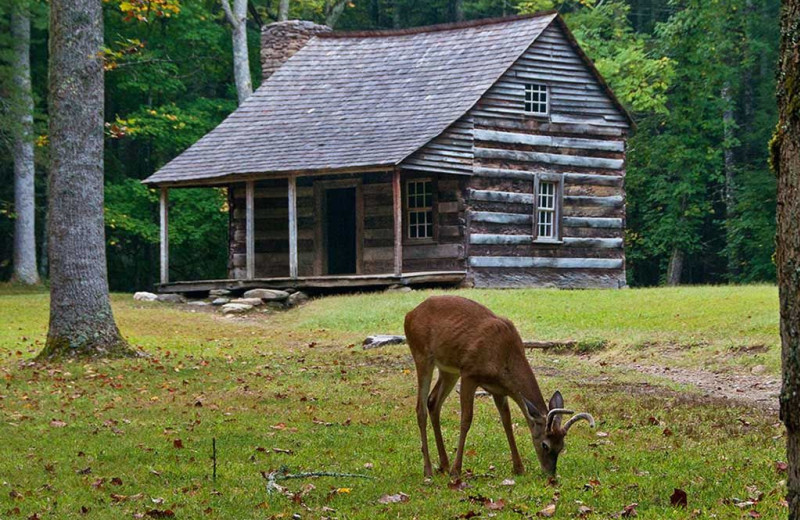 Deer at Great Smoky Vacations.